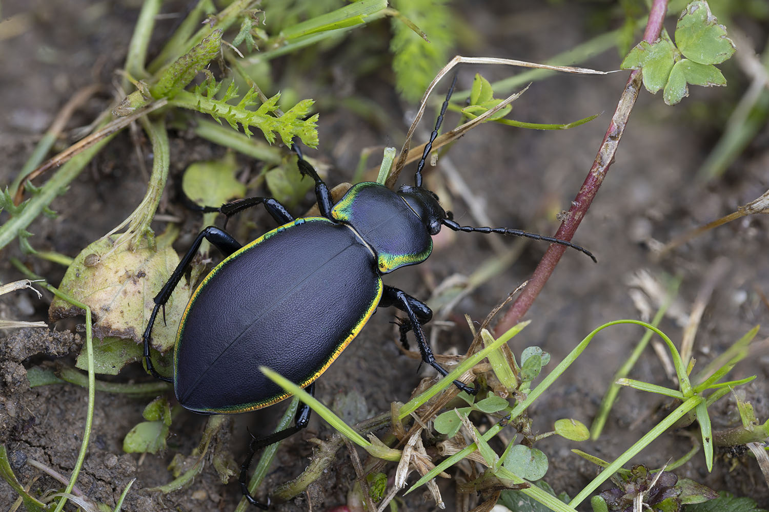 Carabus marginalis 