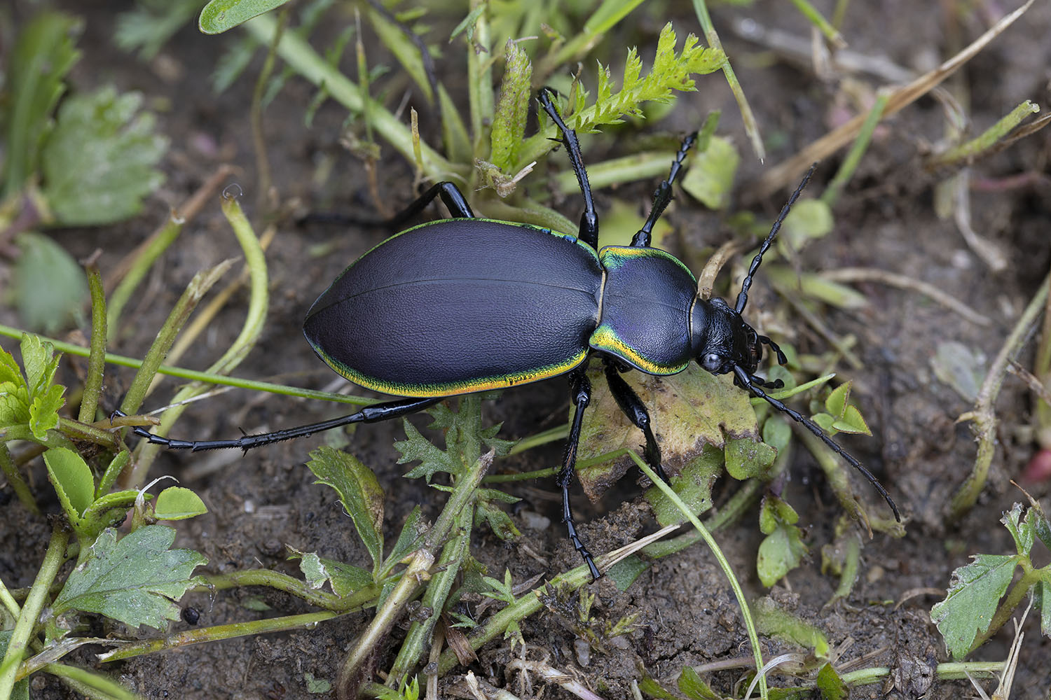 Carabus marginalis 