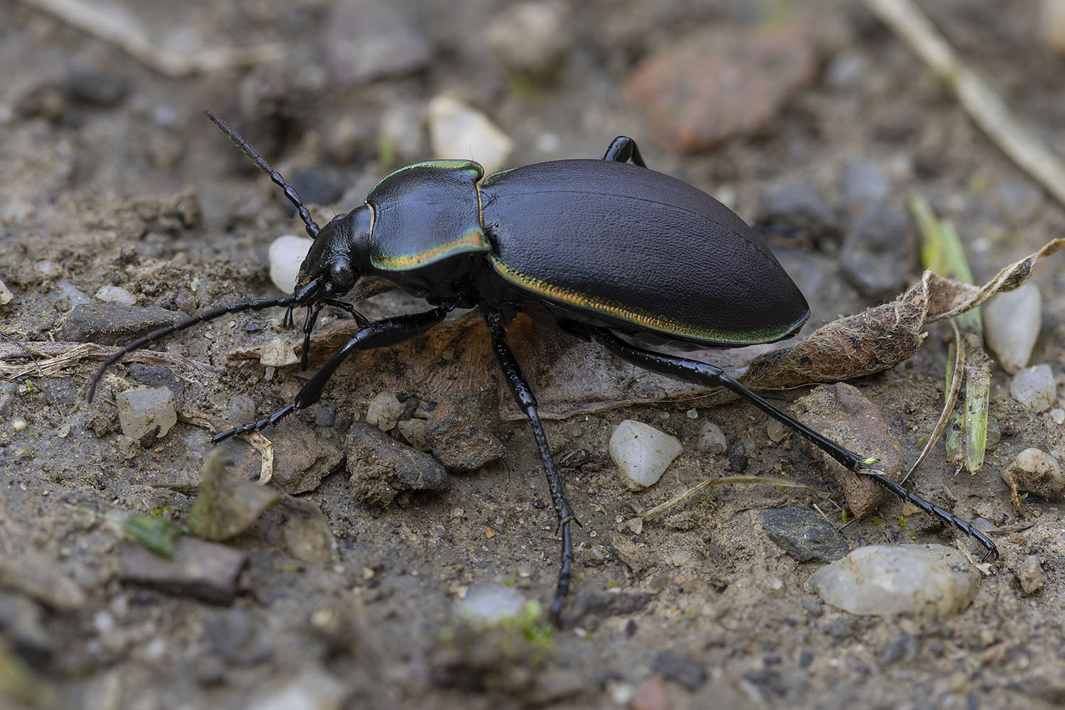 Carabus marginalis 