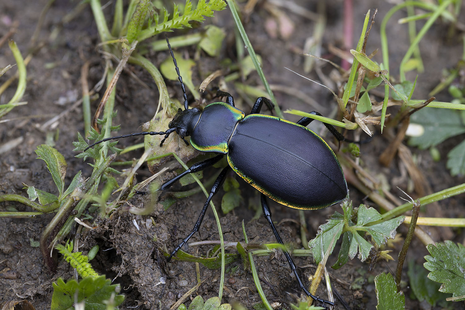 Carabus marginalis 