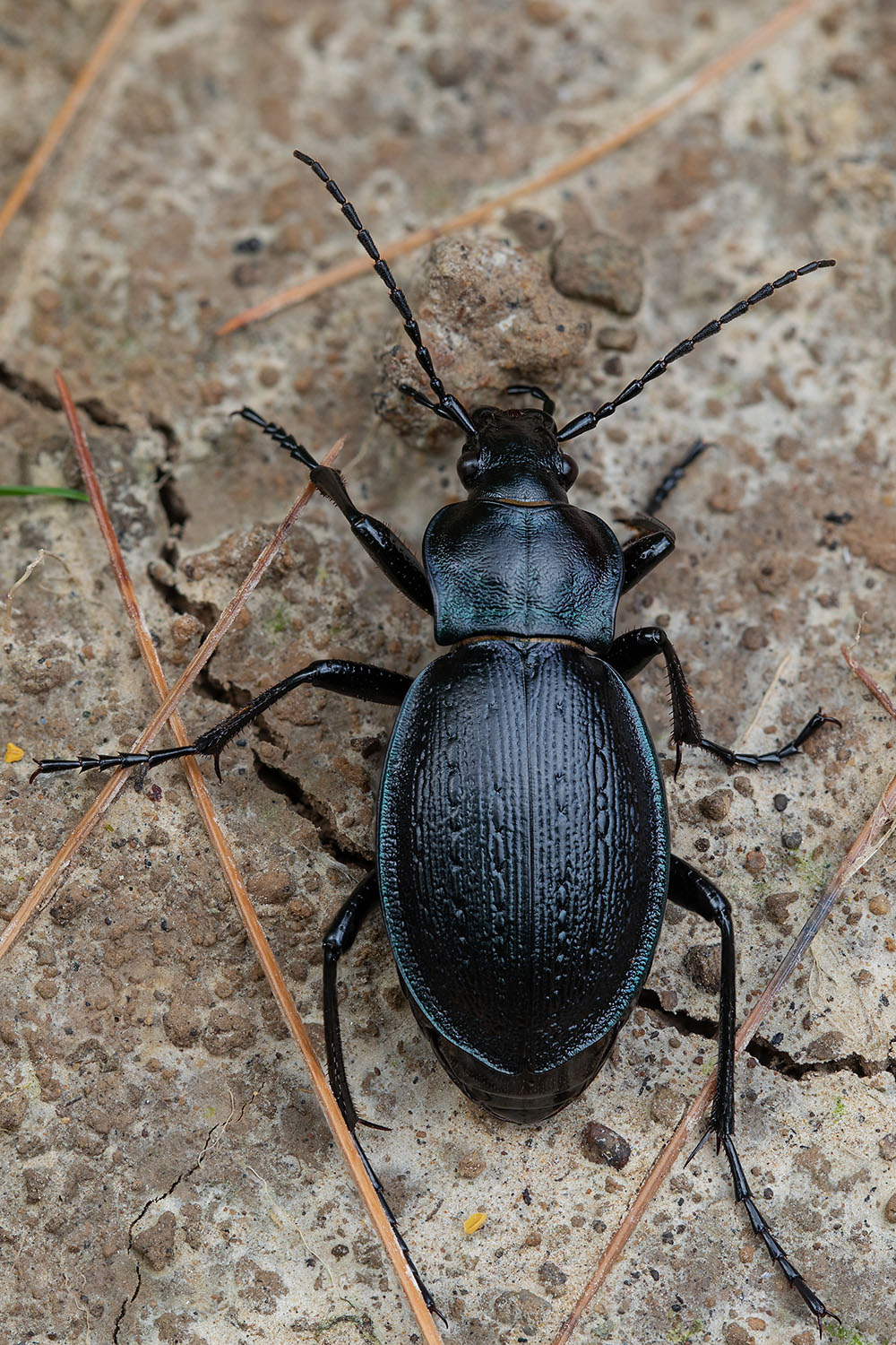 Carabus obsoletus 