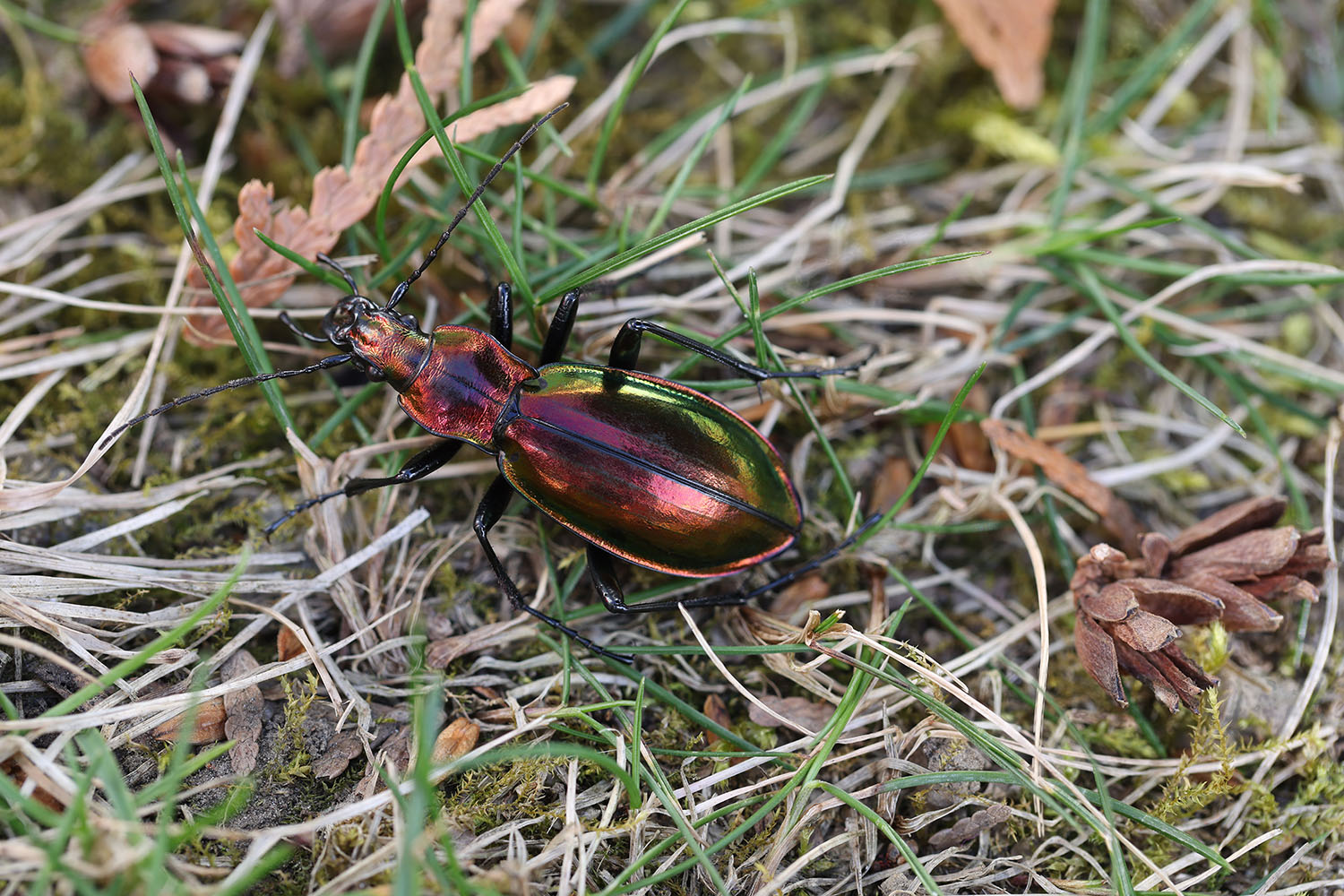 Carabus splendens 