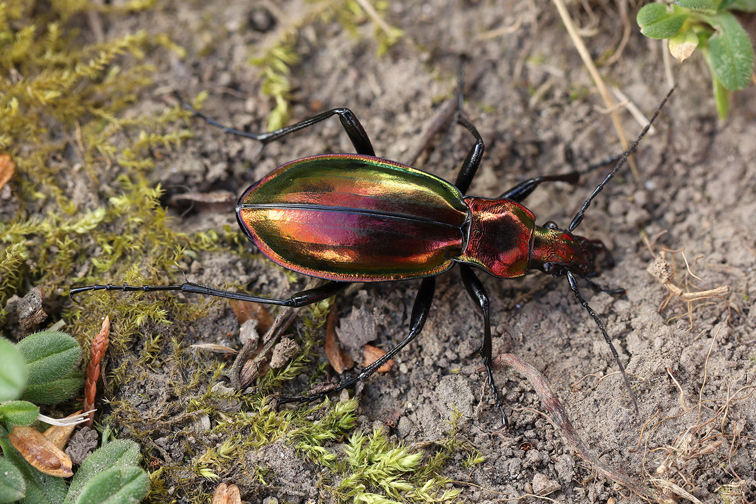 Carabus splendens 