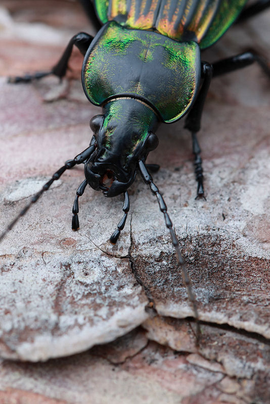 Carabus ulrichii fastuosus