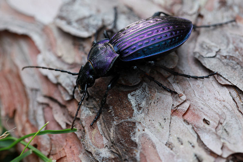 Carabus ulrichii fastuosus