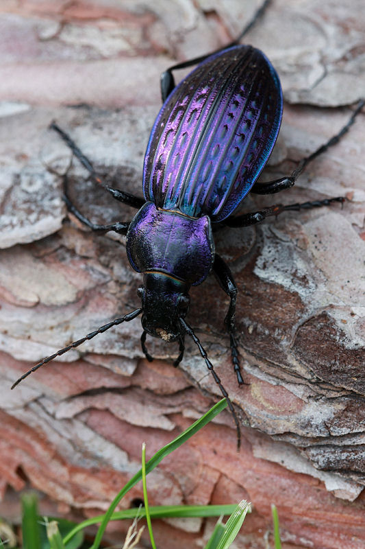 Carabus ulrichii fastuosus