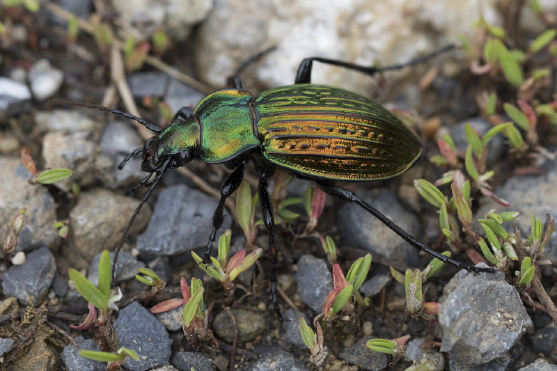 Carabus ulrichii fastuosus