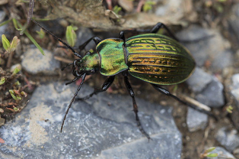 Carabus ulrichii fastuosus