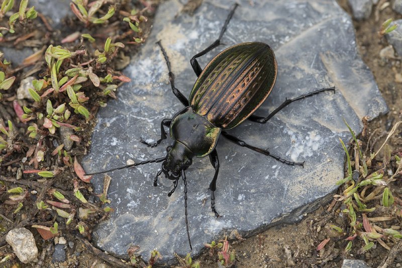 Carabus ulrichii fastuosus