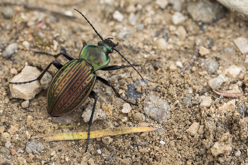 Carabus ulrichii fastuosus