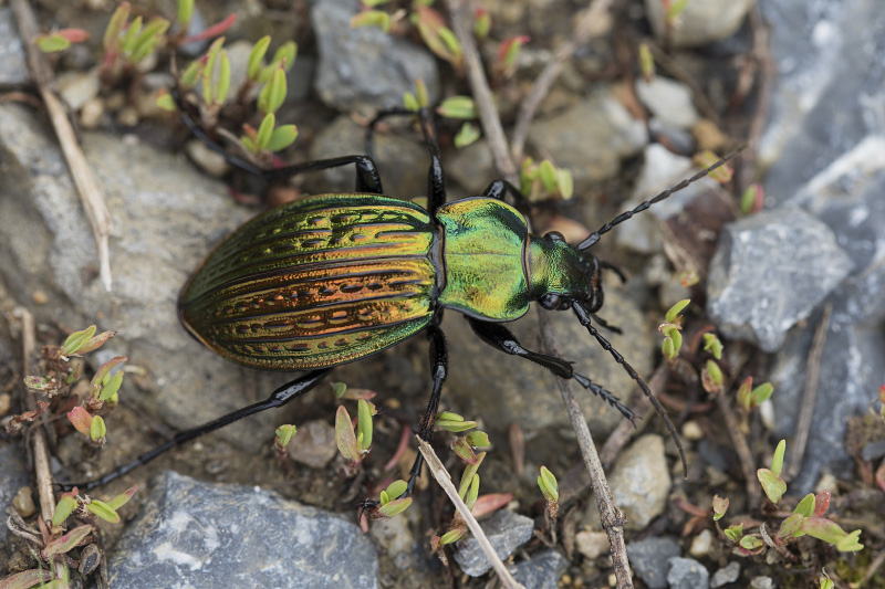 Carabus ulrichii fastuosus