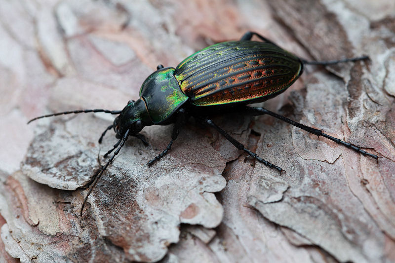 Carabus ulrichii fastuosus