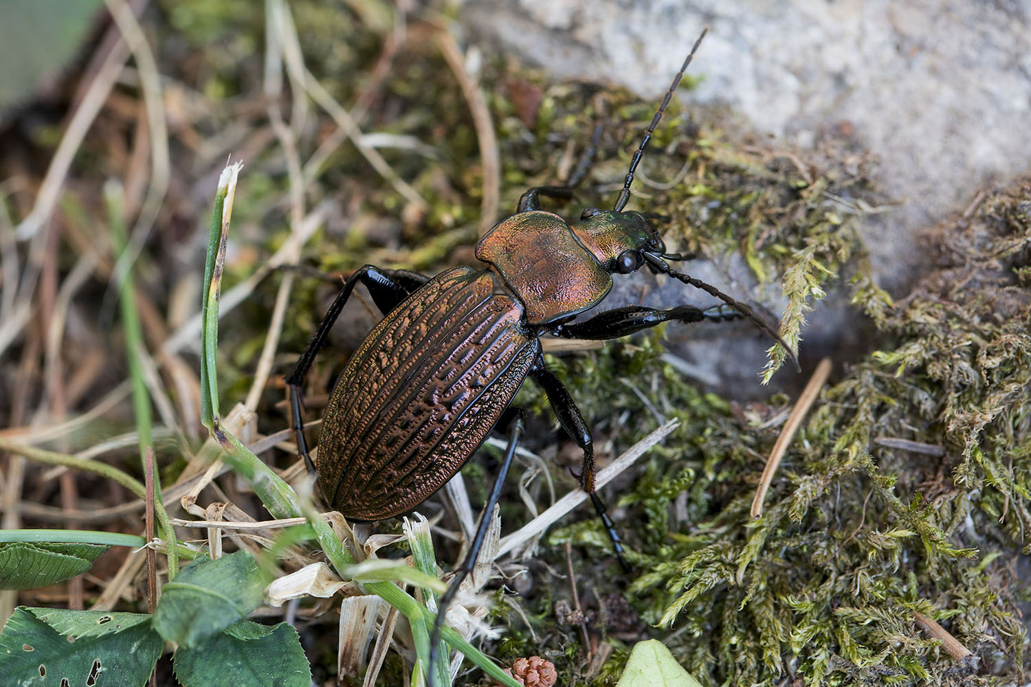 Carabus ulrichii ulrichii