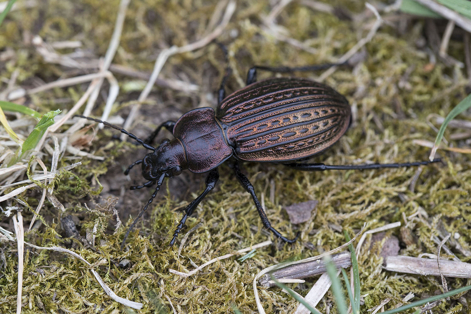 Carabus ulrichii ulrichii