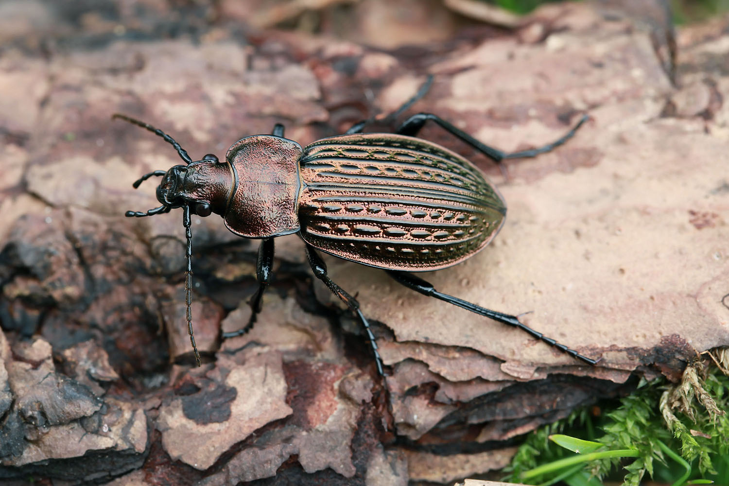 Carabus ulrichii ulrichii