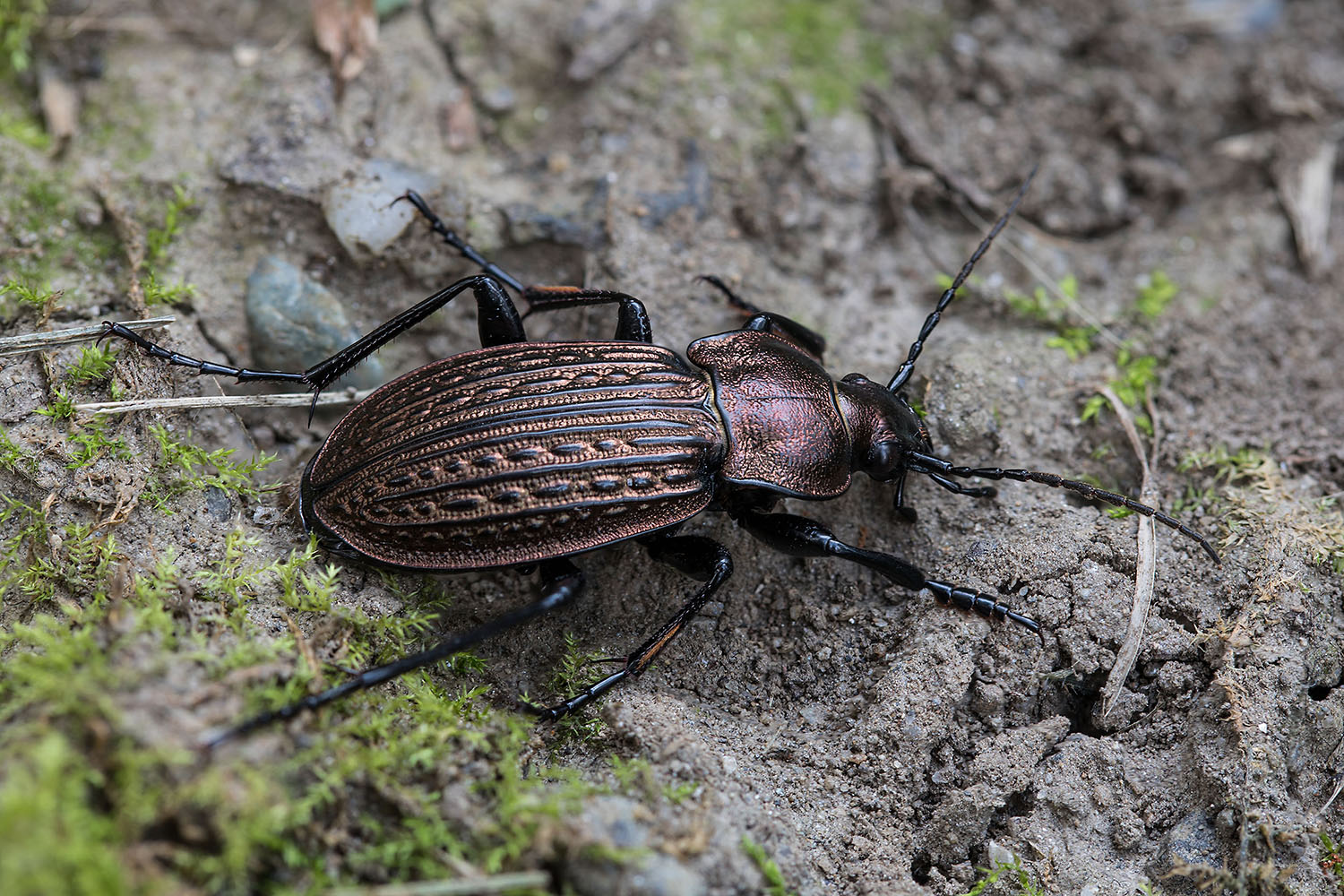 Carabus ulrichii ulrichii