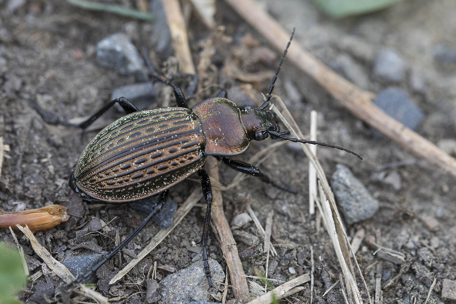 Carabus ulrichii ulrichii