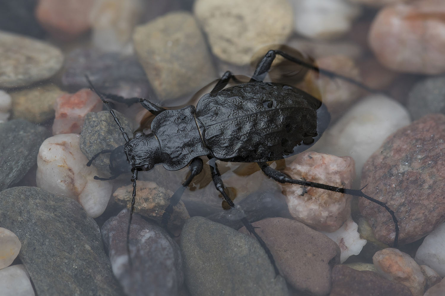 Carabus variolosus 