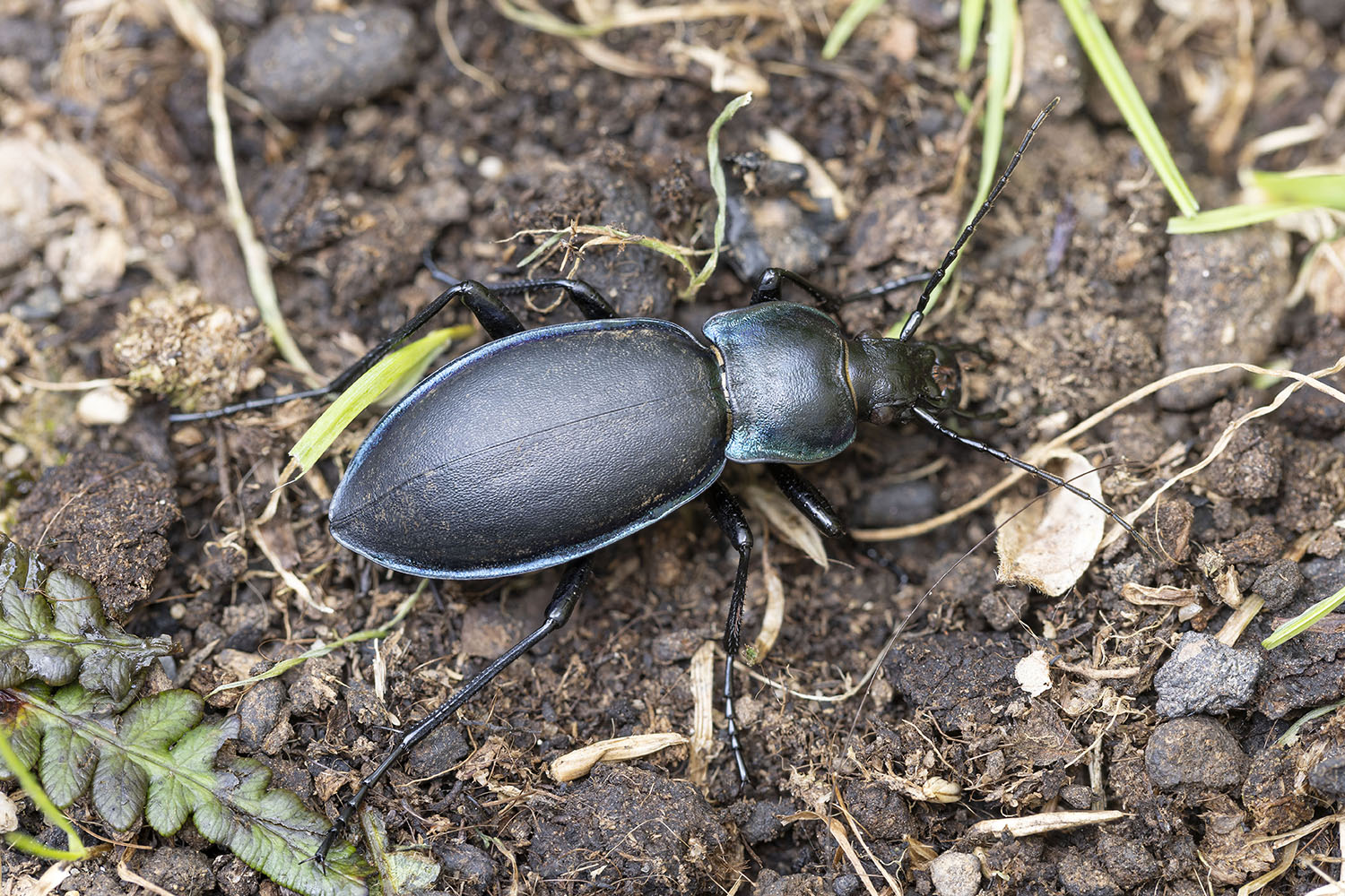 Carabus violaceus violaceus