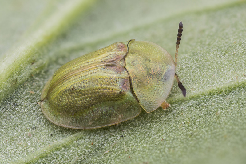 Cassida stigmatica 