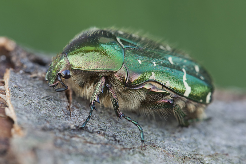 Cetonia aurata 