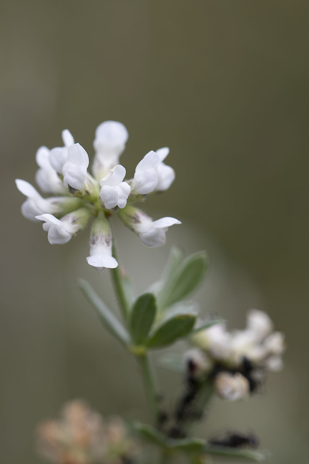 Chlorophorus hungaricus 