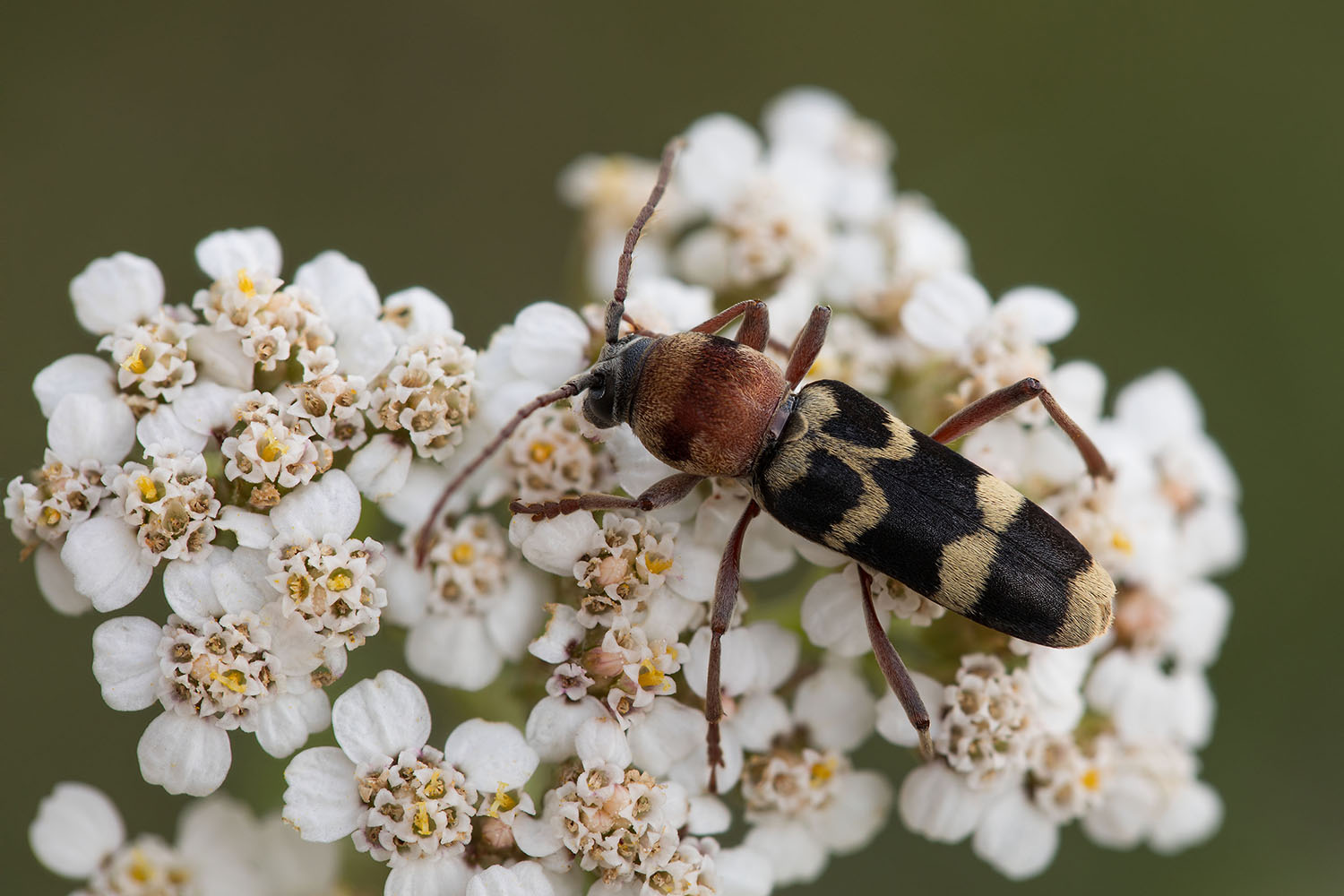 Chlorophorus trifasciatus 