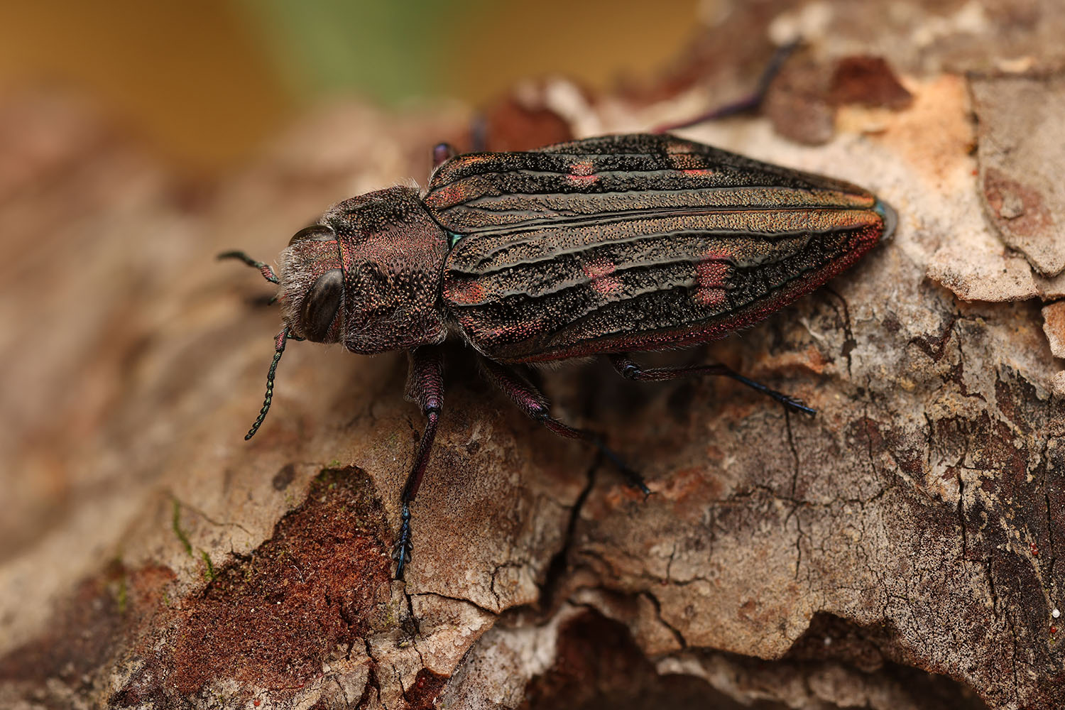 Chrysobothris chrysostigma chrysostigma