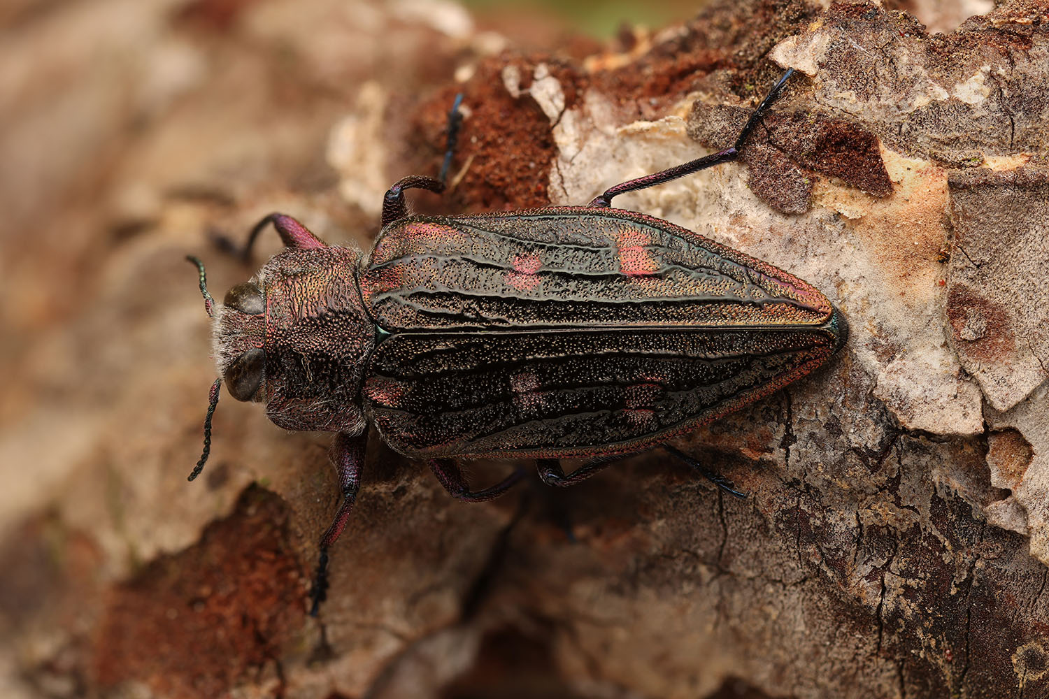 Chrysobothris chrysostigma chrysostigma