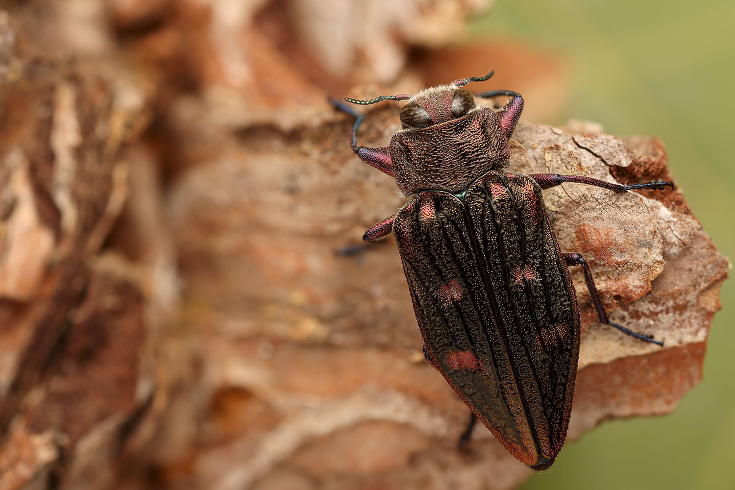 Chrysobothris chrysostigma chrysostigma