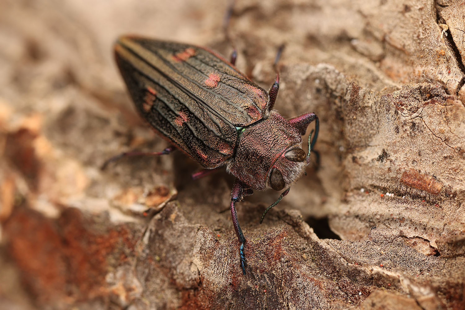 Chrysobothris chrysostigma chrysostigma