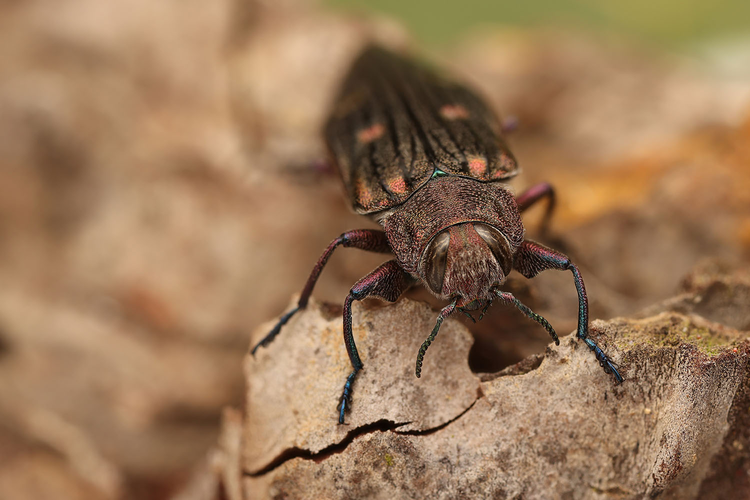 Chrysobothris chrysostigma chrysostigma