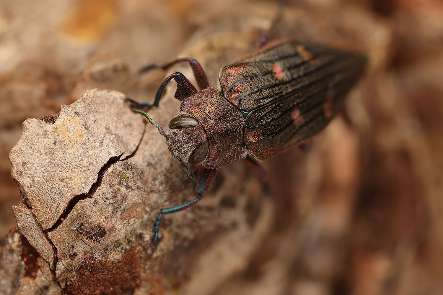 Chrysobothris chrysostigma chrysostigma