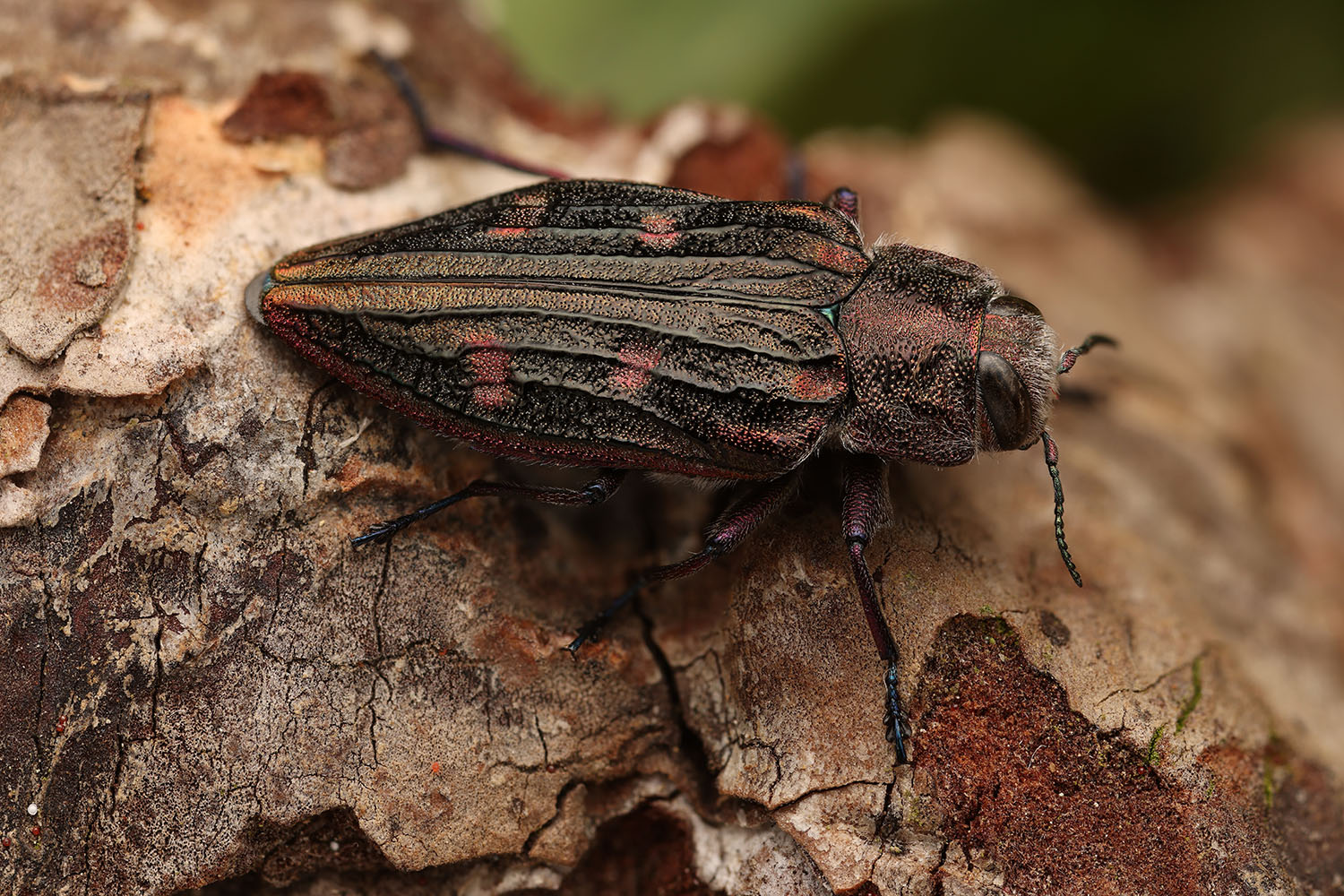 Chrysobothris chrysostigma chrysostigma