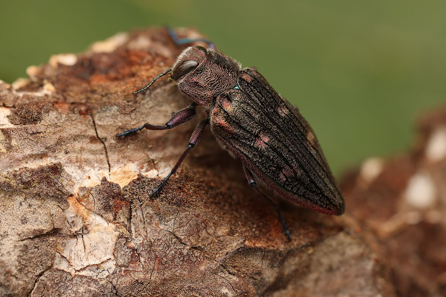 Chrysobothris chrysostigma chrysostigma