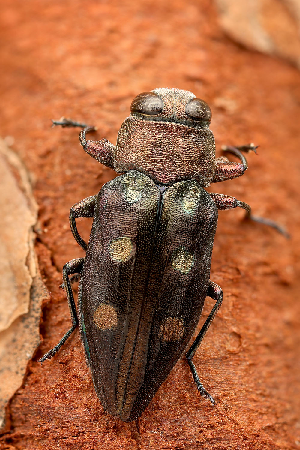 Chrysobothris igniventris 