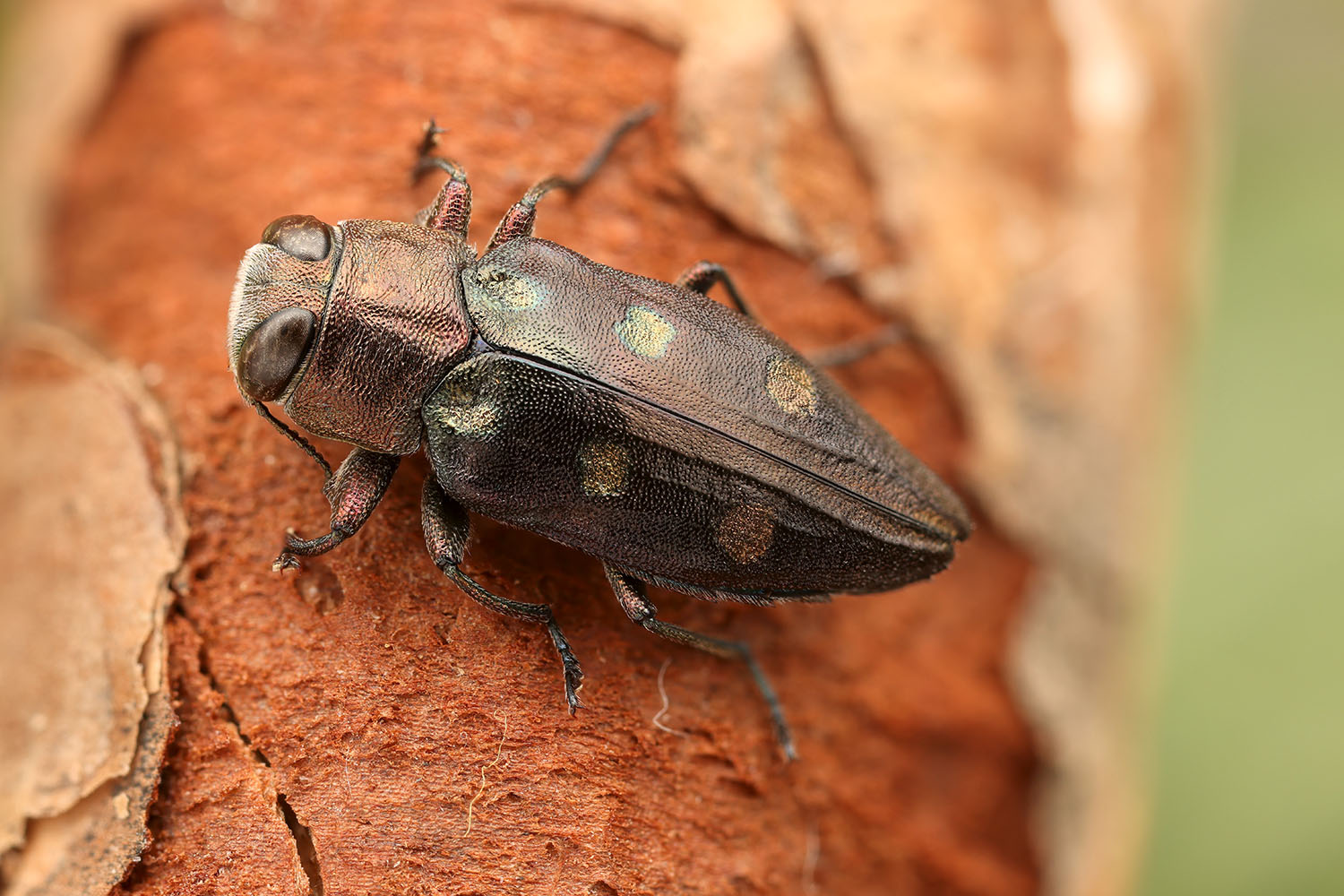 Chrysobothris igniventris 