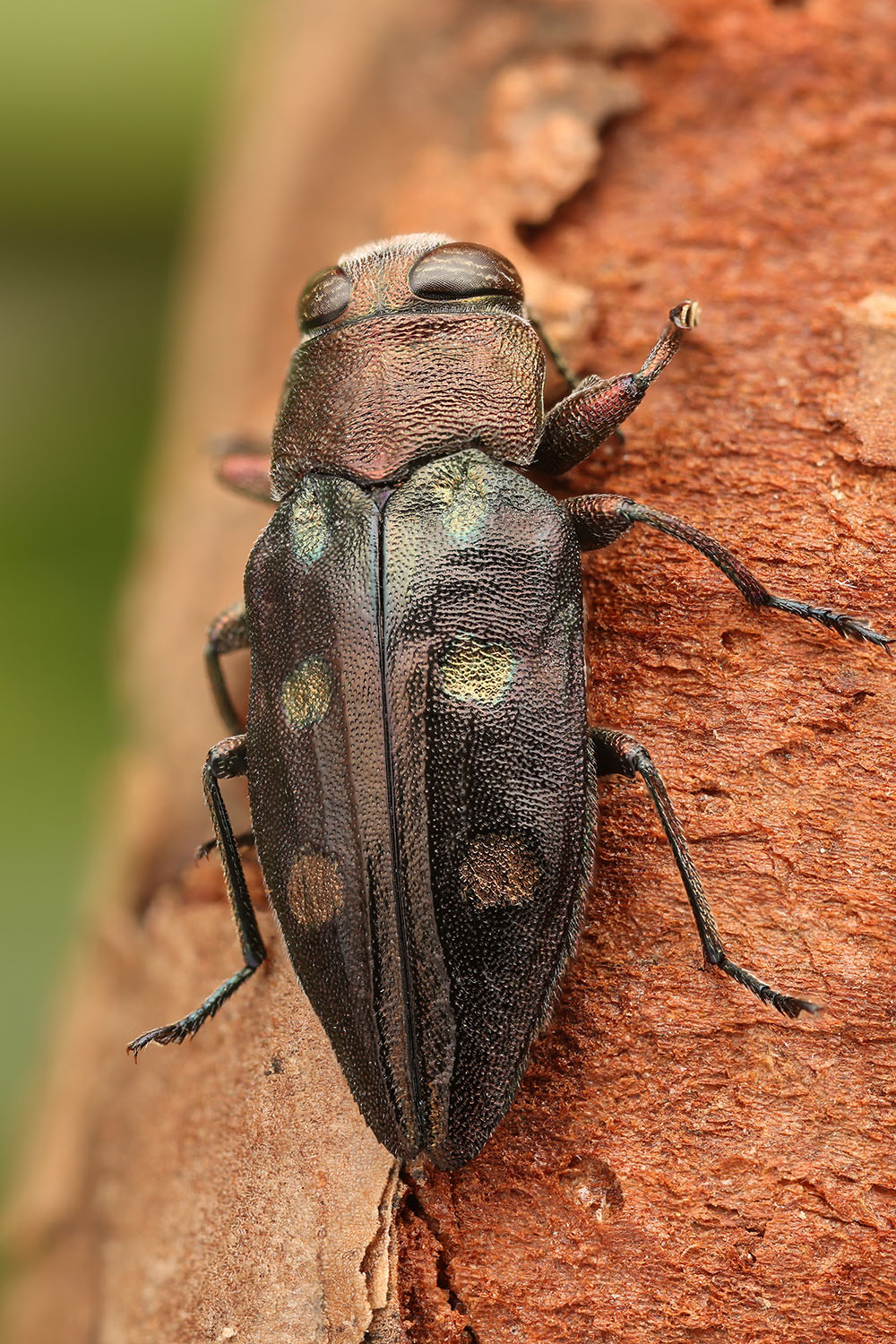 Chrysobothris igniventris 