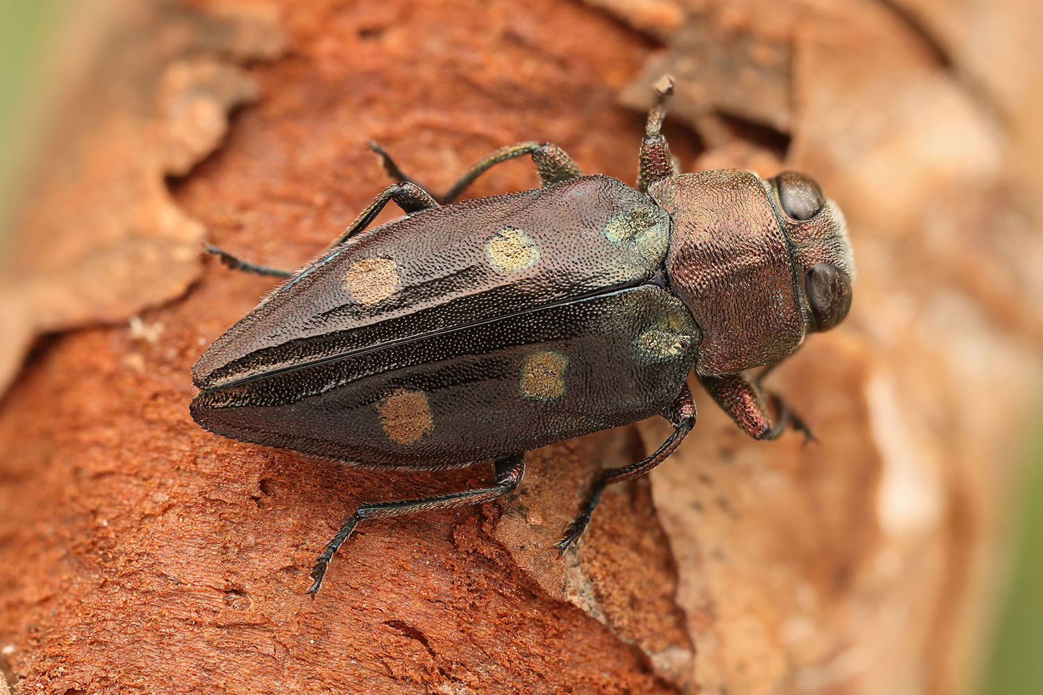 Chrysobothris igniventris 