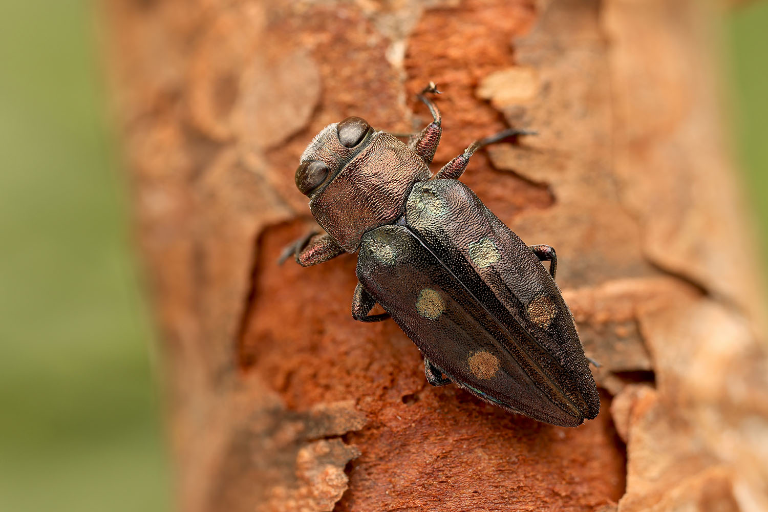 Chrysobothris igniventris 