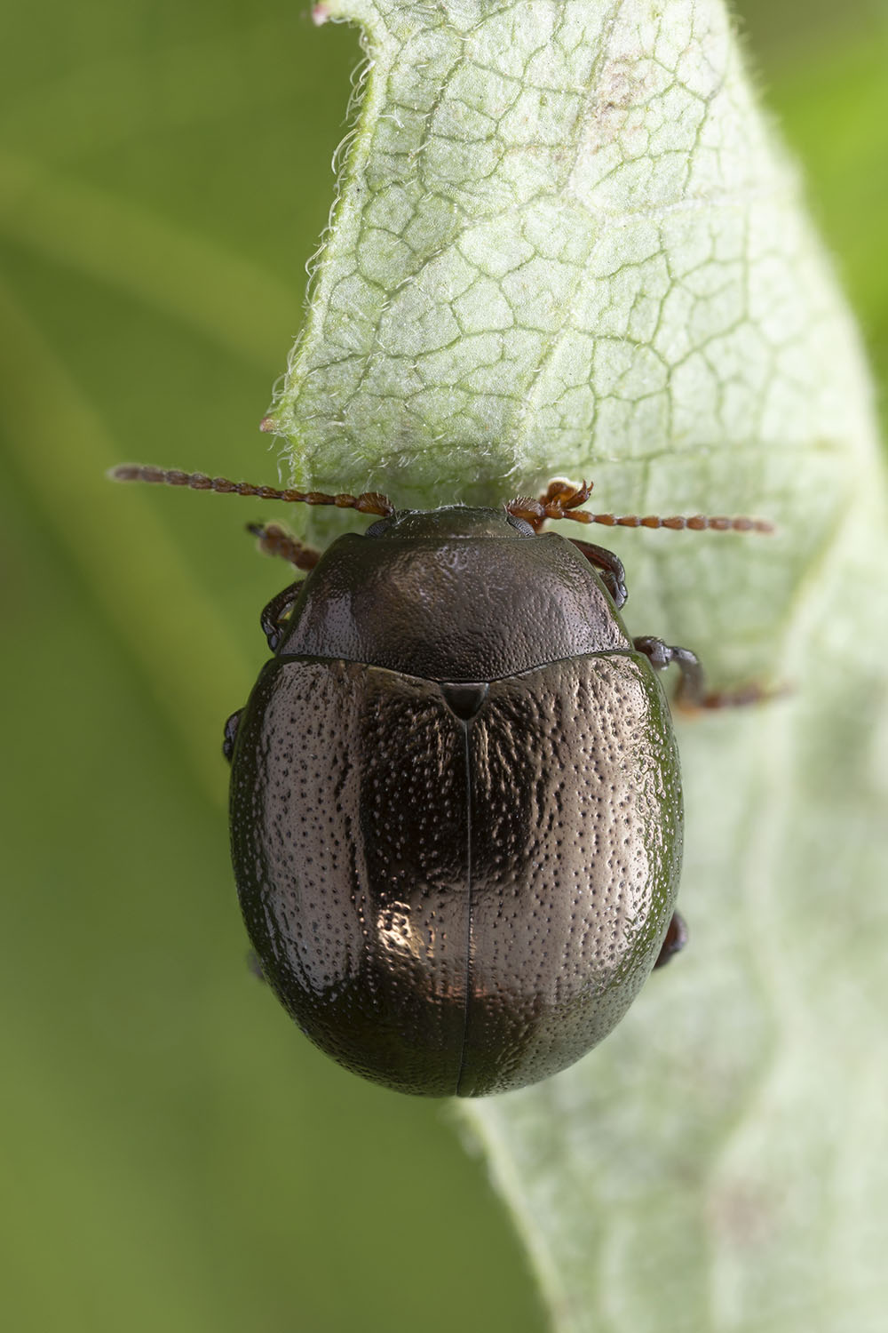 Chrysolina hemisphaerica purpurascens