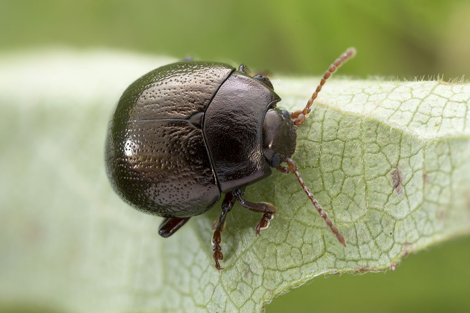 Chrysolina hemisphaerica purpurascens