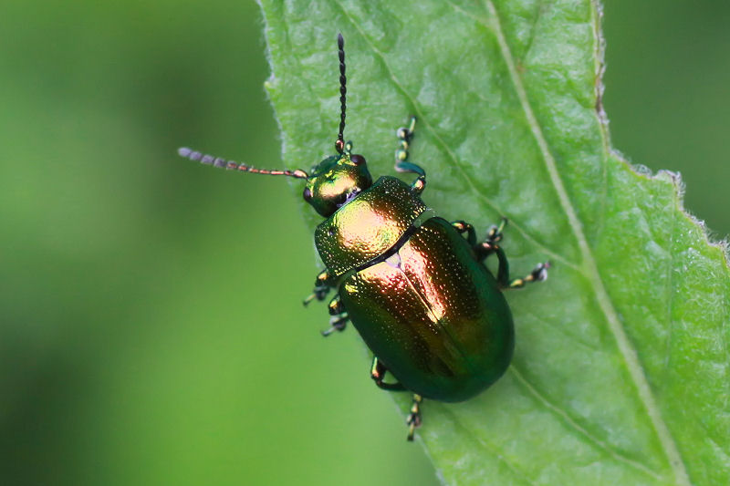 Chrysolina herbacea 