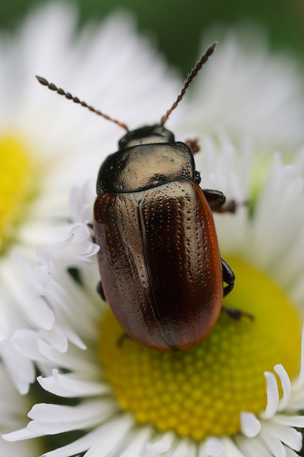 Chrysolina marginata 