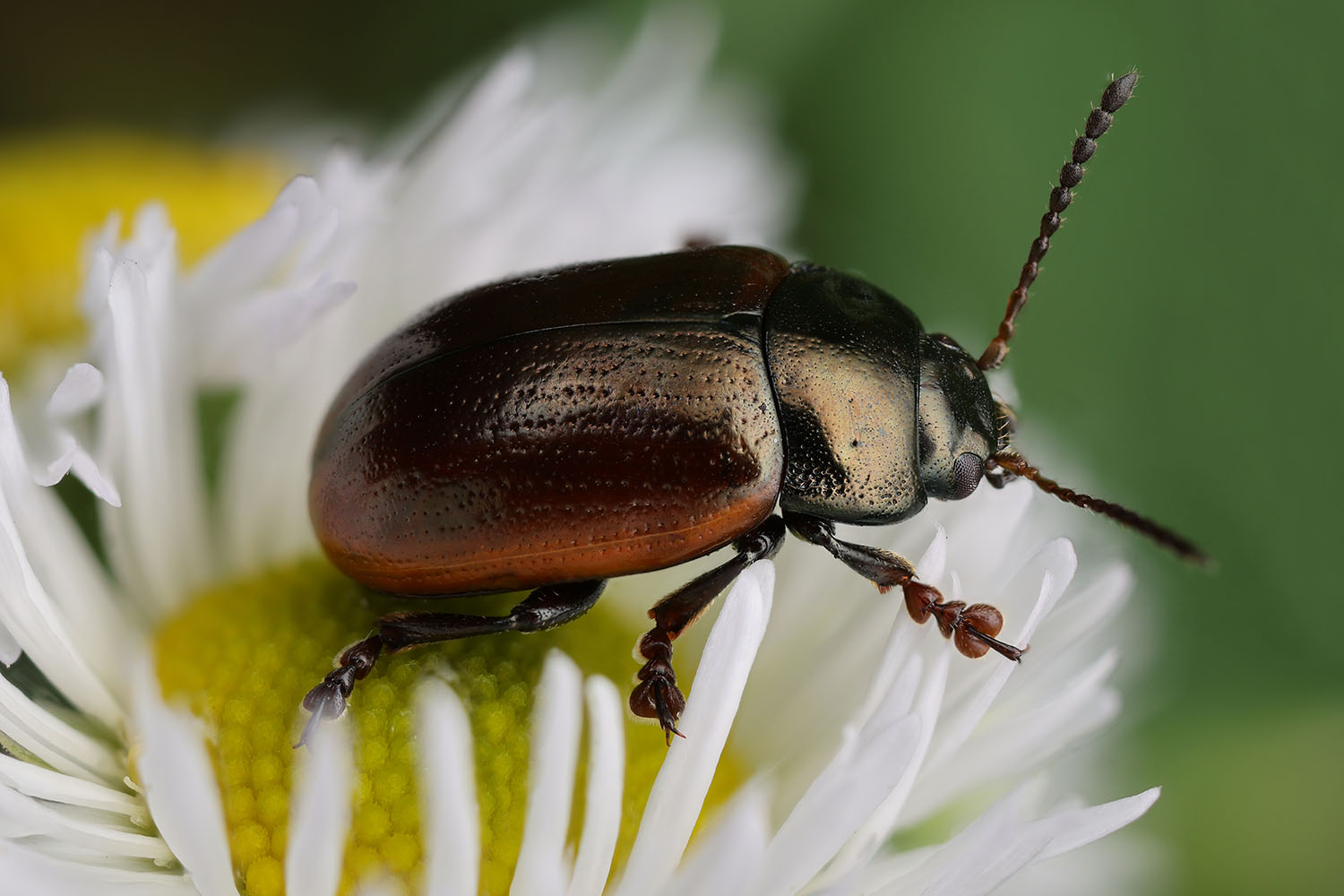 Chrysolina marginata 