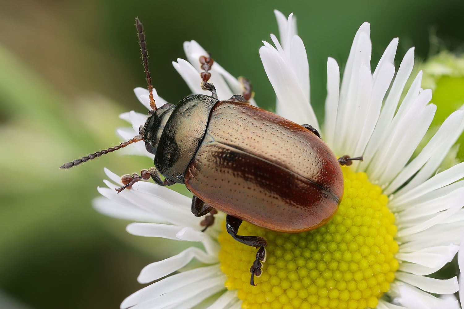 Chrysolina marginata 