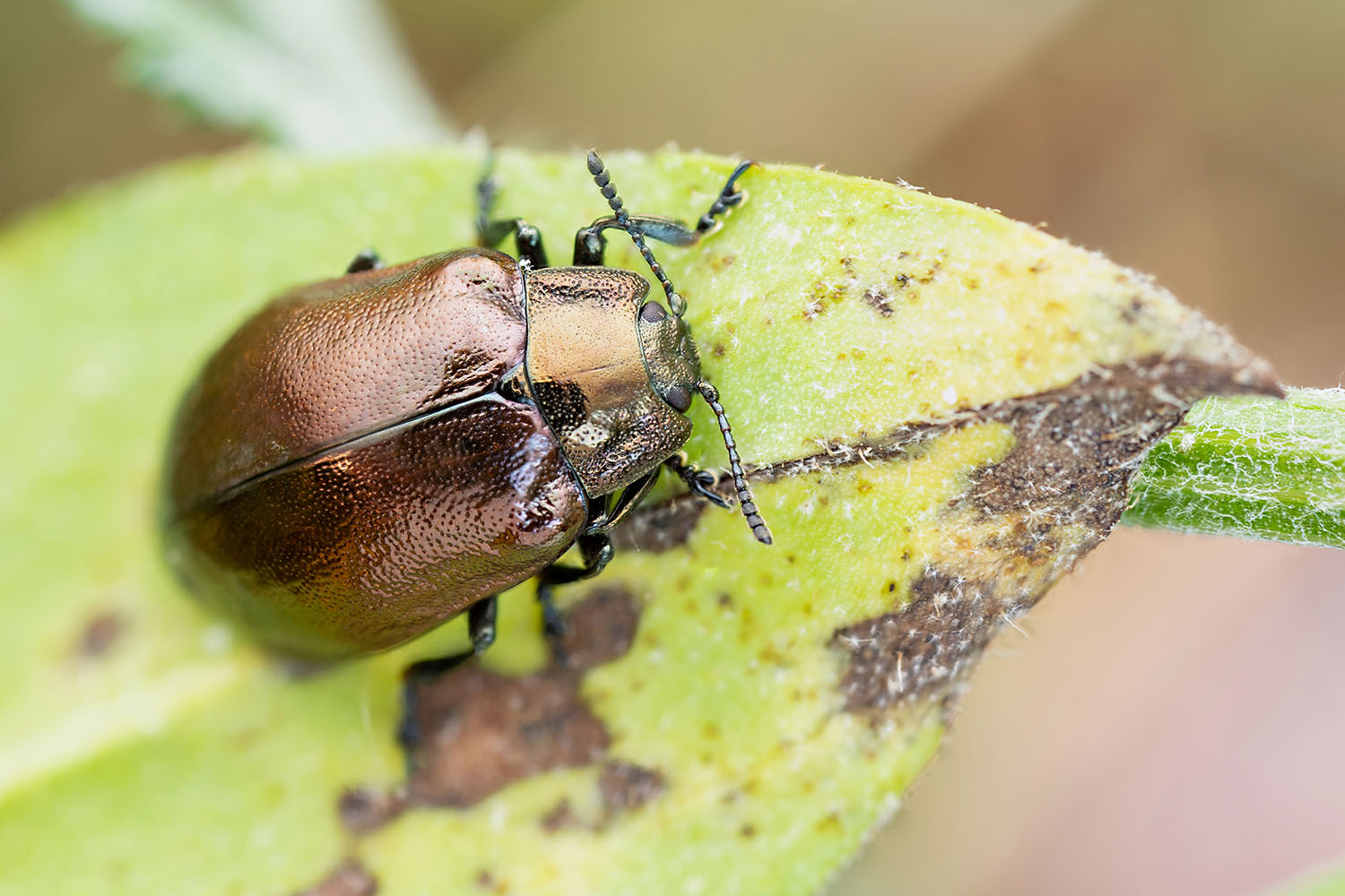 Chrysomela cuprea 