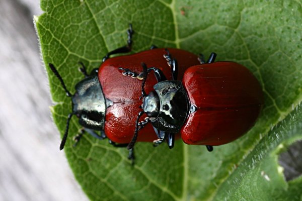 Chrysomela populi 