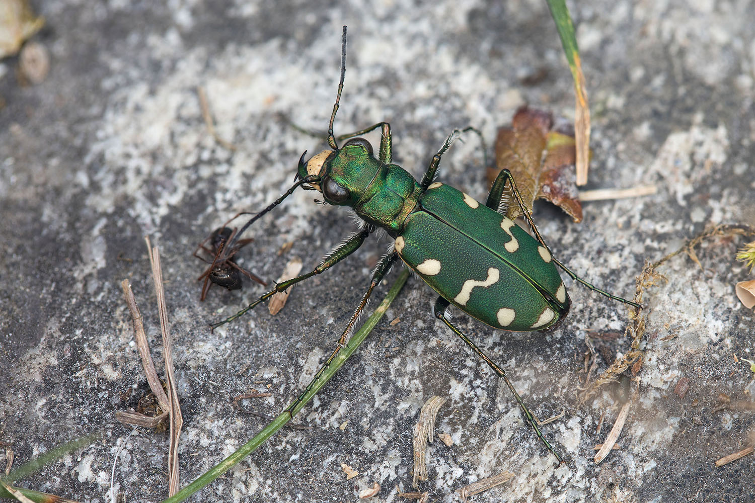 Cicindela gallica 