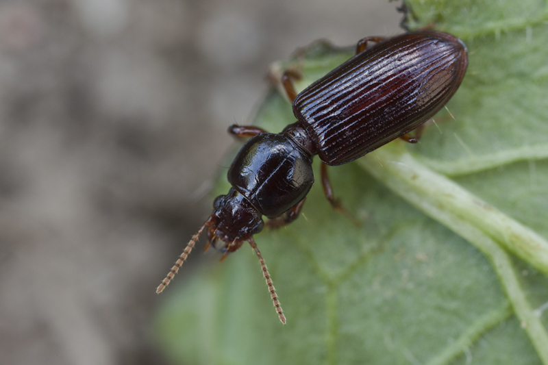 Clivina fossor 